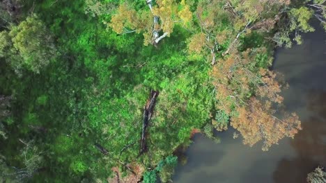 vertical aerial view over the ovens river at peechelba, where it enters the river murray, in north-east victoria, australia november 2021