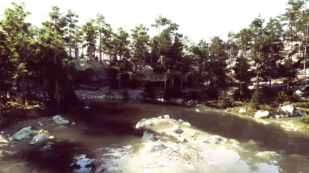 Tranquil forest environment with a serene pond surrounded by trees