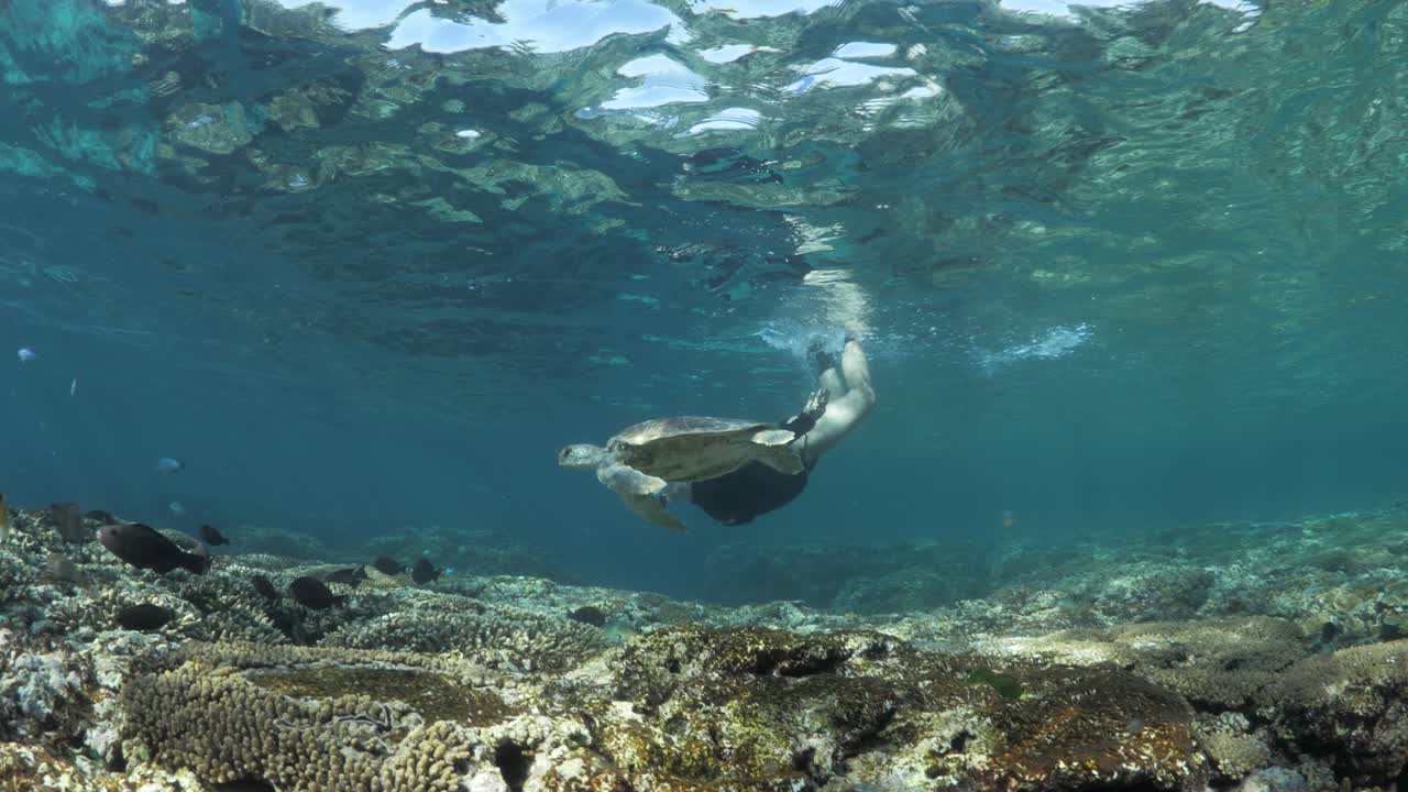 여성 해양 연구원은 바다 깊숙이 잠수하여 작은 녹색 바다 거북이 수영하는 것을 관찰합니다.