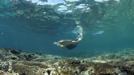 female marine researcher dives deep below the ocean to observes a small green sea turtle swimming