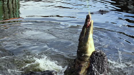 alligator jumps out of water for meat in slow motion