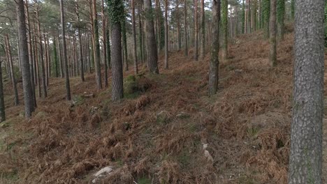 Herbst-Im-Wald.-Naturhintergrund