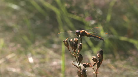 libélula en una planta