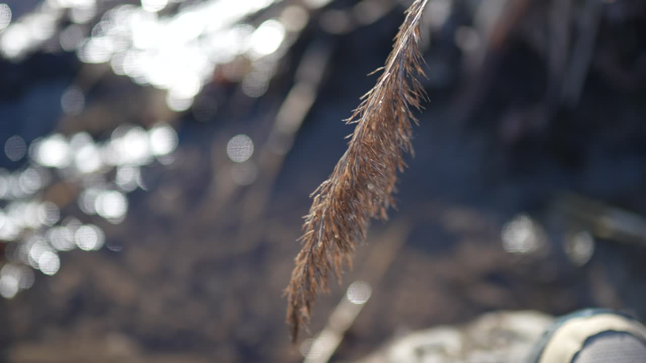 A close-up shot of a plant in the sunlight, with blurred water in the background near Lake Zurich, Switzerland, capturing the peaceful beauty of nature.