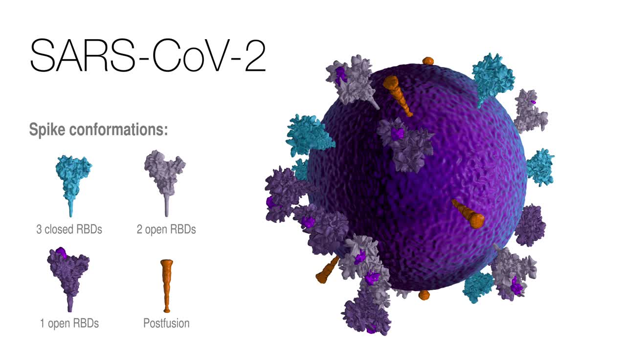 un bucle sin costuras de un modelo 3d de una partícula auténtica del virus sars-cov-2 girando 360 grados, revela las posiciones, conformaciones y orientaciones de las proteínas de pico en la membrana del virus.