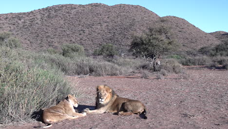 A-pair-of-Kalahari-lions-lie-together-in-a-very-dry,-arid-environment