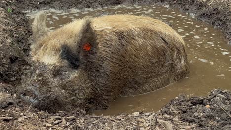 shot of a pig wallowing in mud