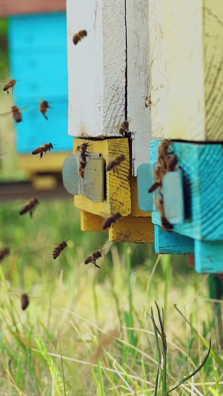 Bees flying in and out of a hive. Swarm of bees at the entrance of beehive. Slow motion. Vertical video