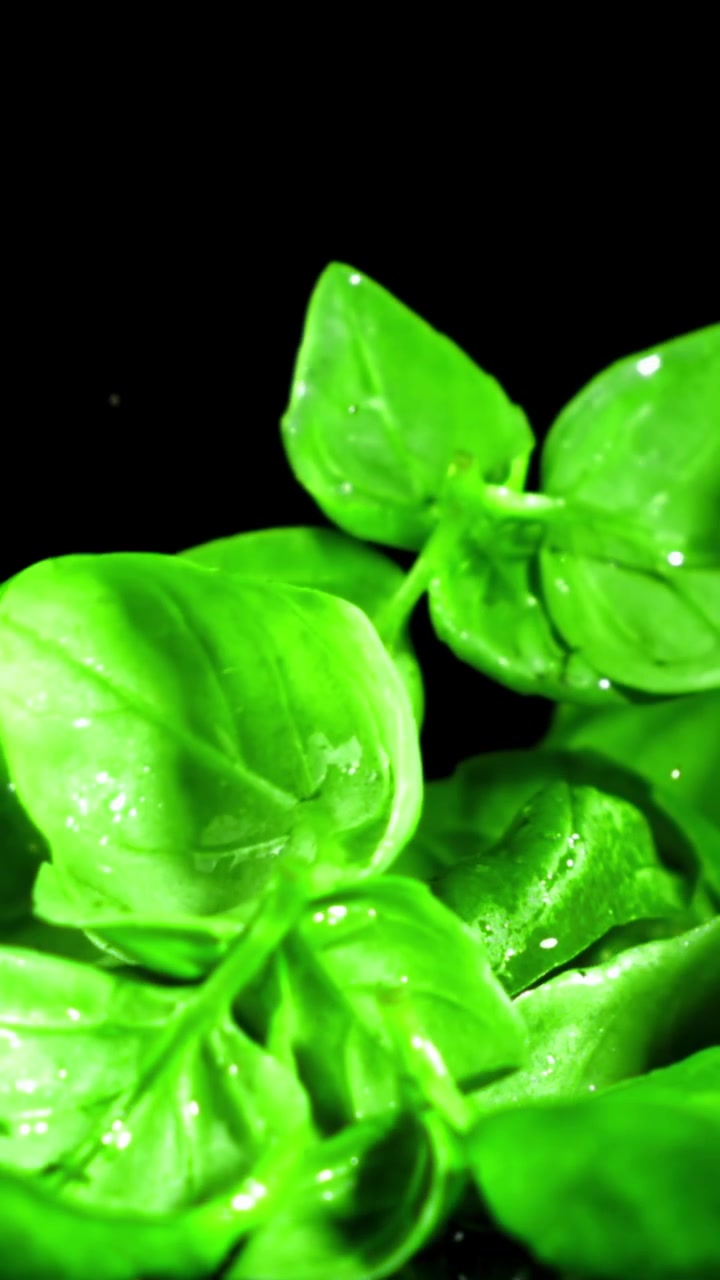 Vivaci foglie di basilico verde che cadono e schizzano su sfondo nero.