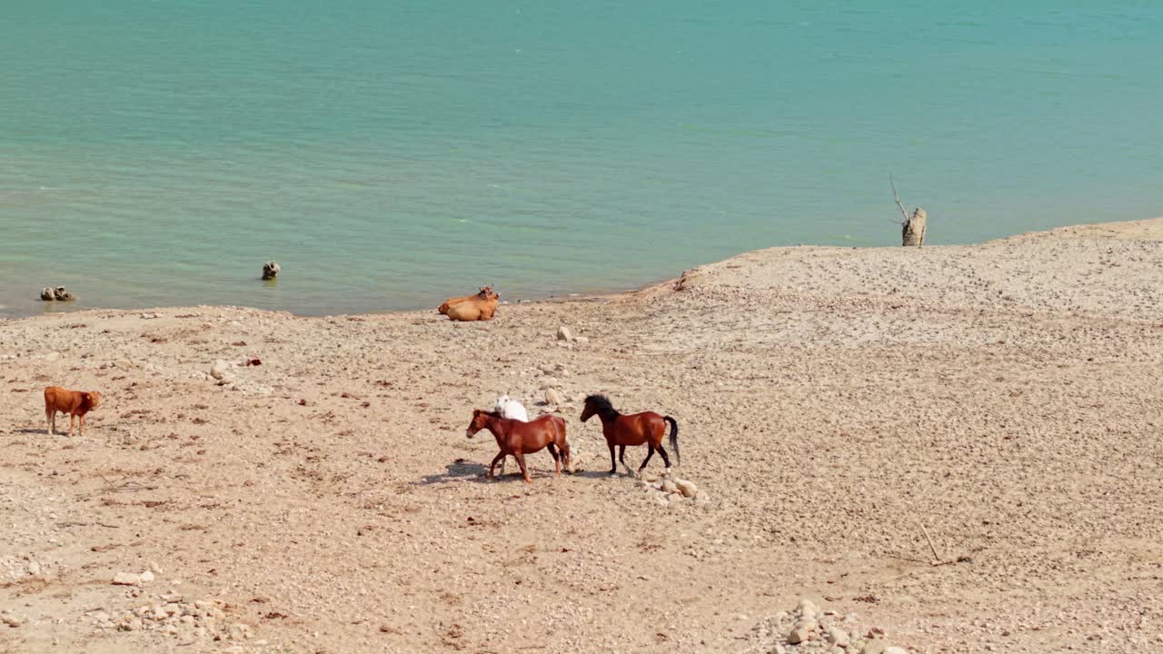 Horses walk on dry cracked lakebed with vibrant blue water in background, Mornos Greece