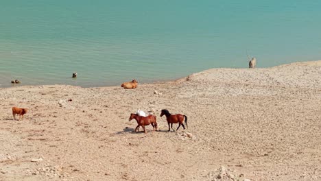 horses walk on dry cracked lakebed with vibrant blue water in background, mornos greece