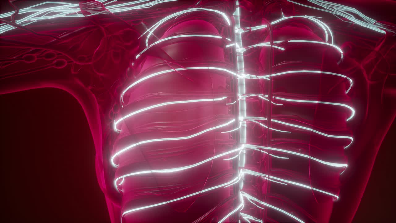 인간 뇌의 해부학