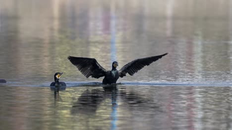 some cormorants swimming around in a lake enjoying the warm sunshine in between fishing