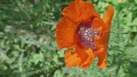 Die-Biene-Landet-In-Der-Orangefarbenen-Mohnblume-Und-Trifft-Sich-Mit-Anderen-Bienen,-Die-Pollen-Sammeln