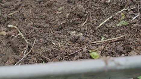 disparo estático de la tierra de pala llena de raíces de goutweed en una carretilla