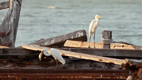 heron stands and moves on a wooden structure