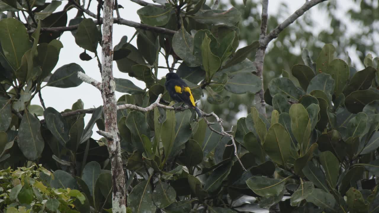 Black and yellow bird calmly perches on a tall tree branch in the misty Amazon rainforest, its vibrant feathers contrasting with the lush greenery as it peacefully observes the jungle surroundings