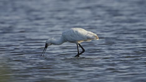 close up of hunting spoonbill in lake, catching prey with beak in netherlands