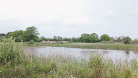 Cisne-Solitario-Aislado-En-El-Hábitat-De-Pantanos-De-Humedales-Rurales-Desiertos-En-Suffolk