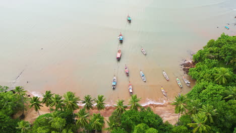 Passenger-boats-tied-up-together-at-the-coast-of-Koh-Lanta-surrounded-by-palm-trees,-aerial-dolly-in-tilting-downward