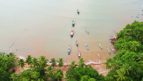 Barcos-De-Pasajeros-Amarrados-Juntos-En-La-Costa-De-Koh-Lanta-Rodeados-De-Palmeras,-Plataforma-Rodante-Aérea-Inclinada-Hacia-Abajo.