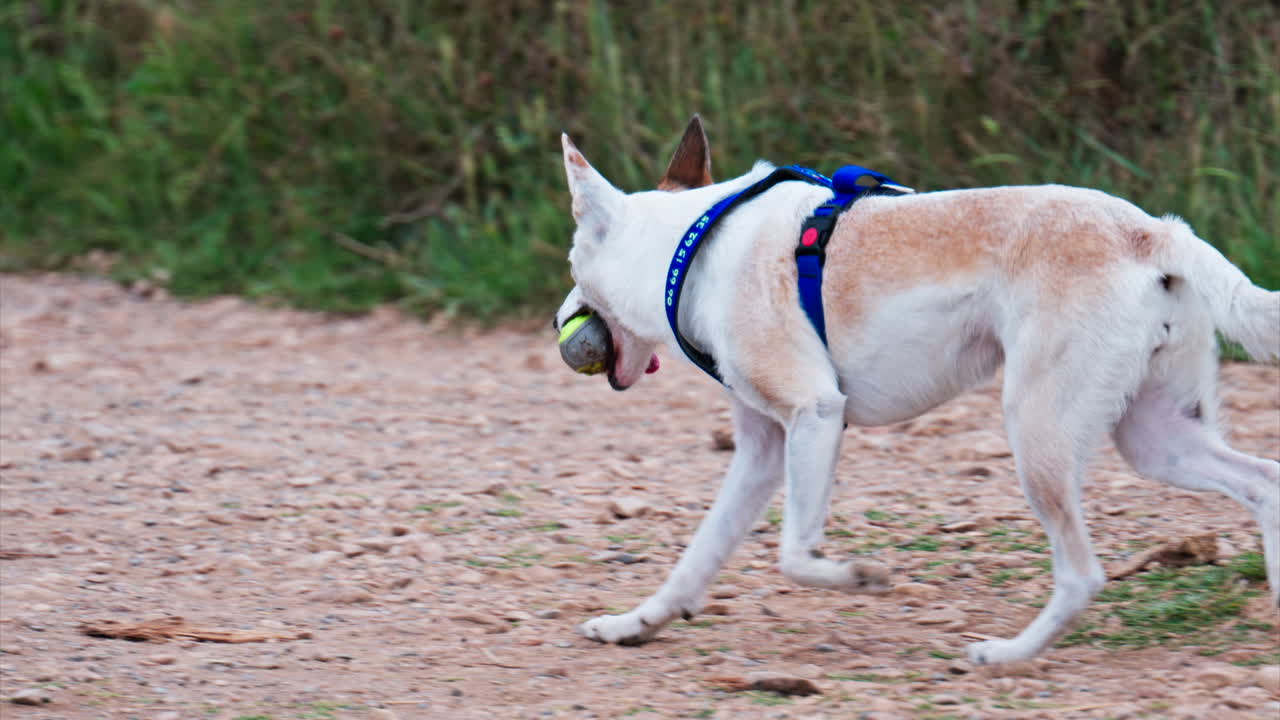 Close up of a white and brown dog running with a ball in it's mouth near the sea