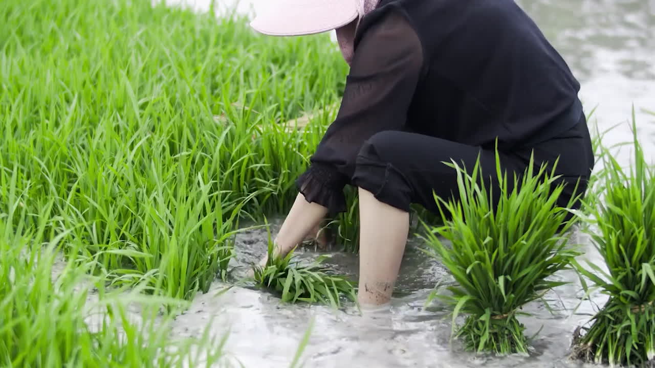 아시아 농부 들 은 녹색   을 수확 하고,  들 에서 일 하고, 자란 새끼  을 재배 하고  식량 농업 을 한다.