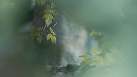 close-up of green leaves on a vine