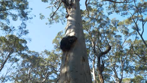 pan up native tree trunk to canopy, australia