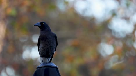 a bird perched on a lamp post