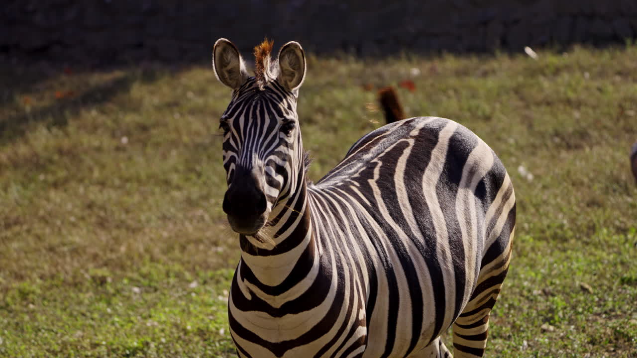 cebra en la naturaleza