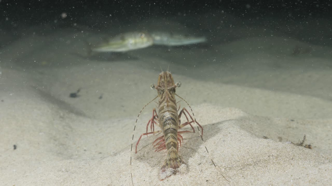 바다 바닥을 따라 빠르게 고 있는 큰 새우를 따라다니는 독특한 수중 관점