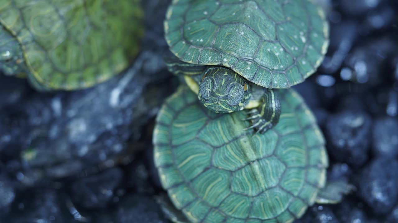 새끼 거북이의 클로즈업