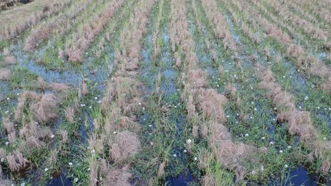 aerial footage of a rice field before plowing