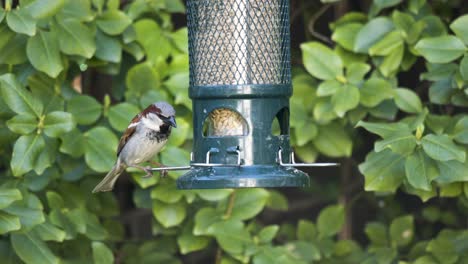 house sparrow - american gold finch on a bird feeder