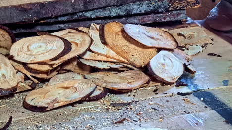 sawmill is cutting a log on a thin round piece. close-up shot