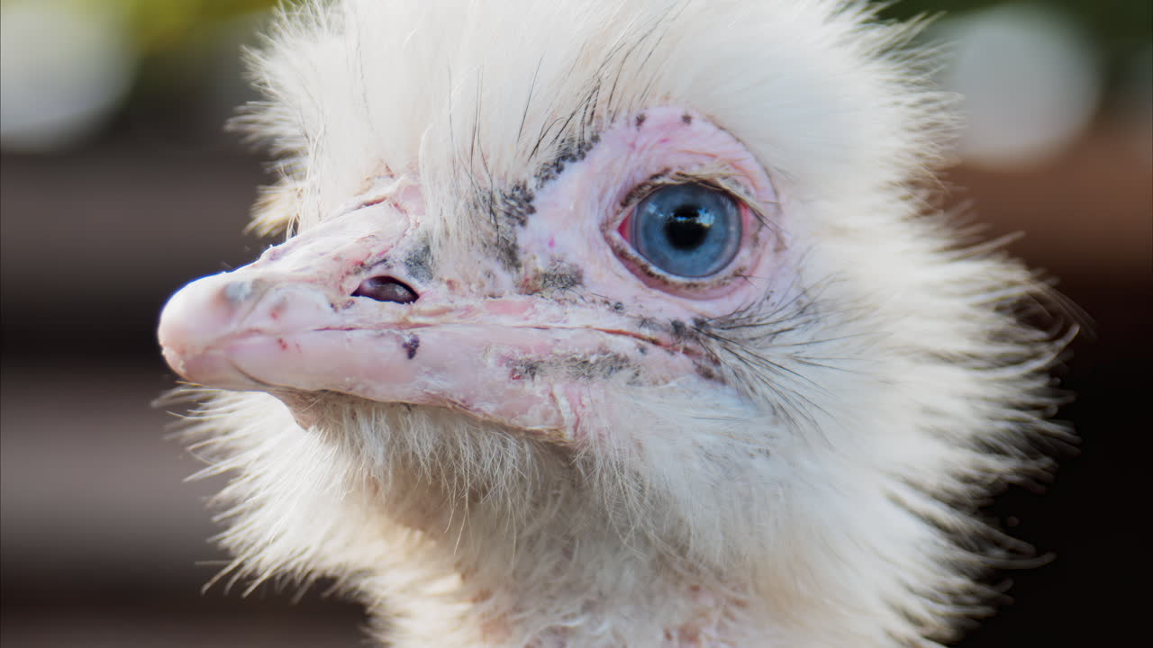 Close up of an ostrich's head on a blurred background