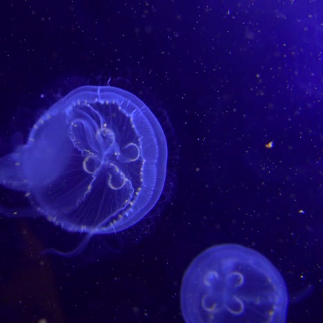 medusa azul flotando en el océano 3