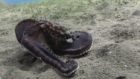 mimic octoupus imitating cuttlefish while crawling over sandy bottom