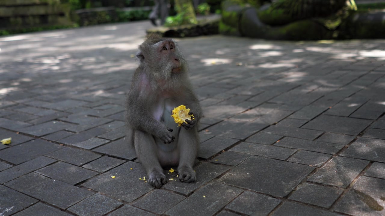 Long Tailed Macaques enjoying her corn,people walk behind her in Monkey Forest,Bali