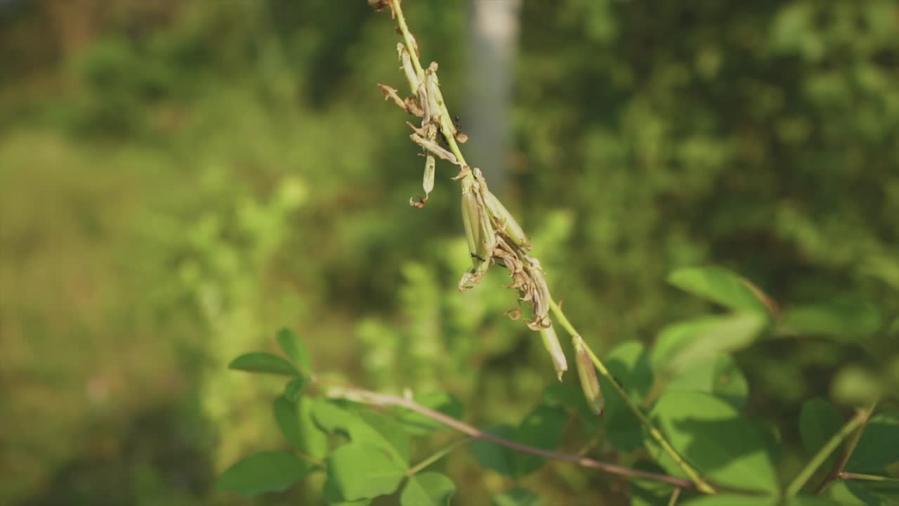 disparo artístico borroso