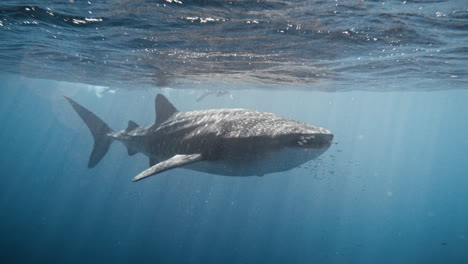 Rise-up-slowly-to-bokeh-light-particles-across-whale-shark-in-slow-motion