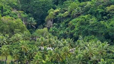 drone camera smoothly pans above dense tropical rainforest in port douglas, australia, revealing vibrant green foliage, palm trees, and layered jungle textures in soft daylight