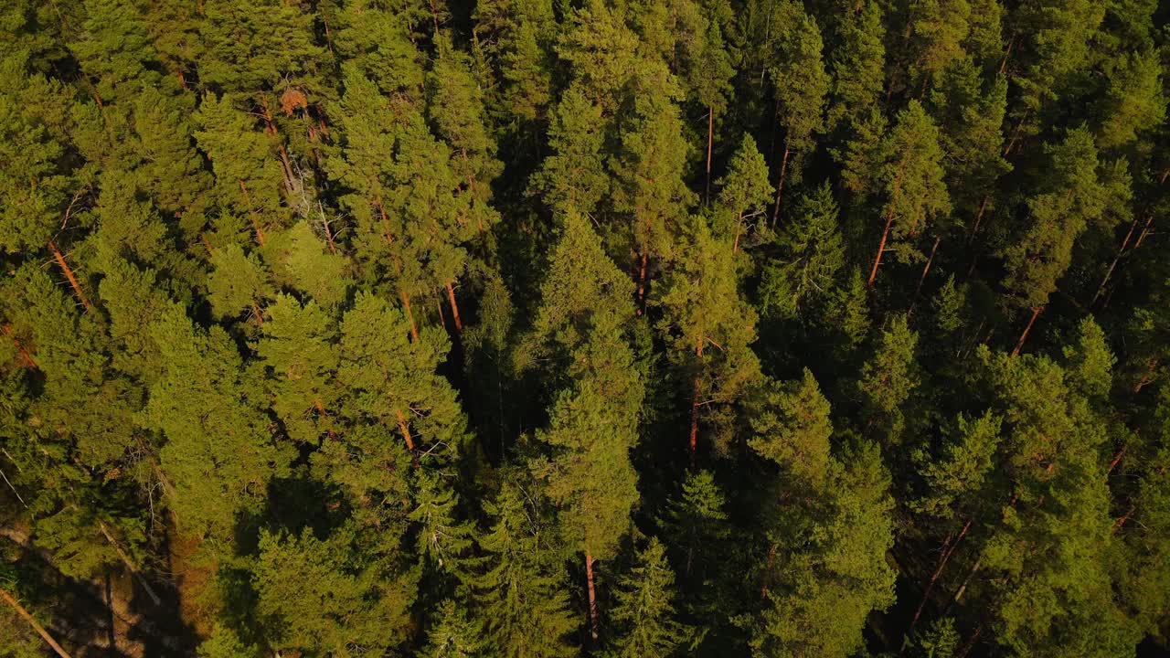 disparo aéreo sobre un verde denso bosque de pinos en un soleado día de verano, bajo ángulo