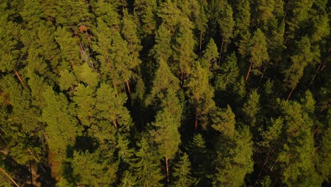 Aerial-shot-over-a-green-dense-pine-tree-forest-on-a-sunny-summer-day,-low-angle