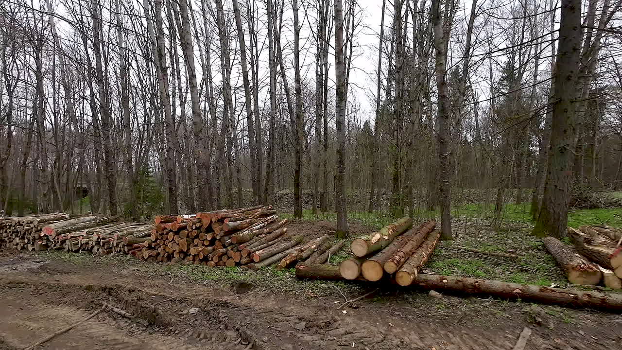 madera apilada en bosques polacos destinada al comercio de madera
