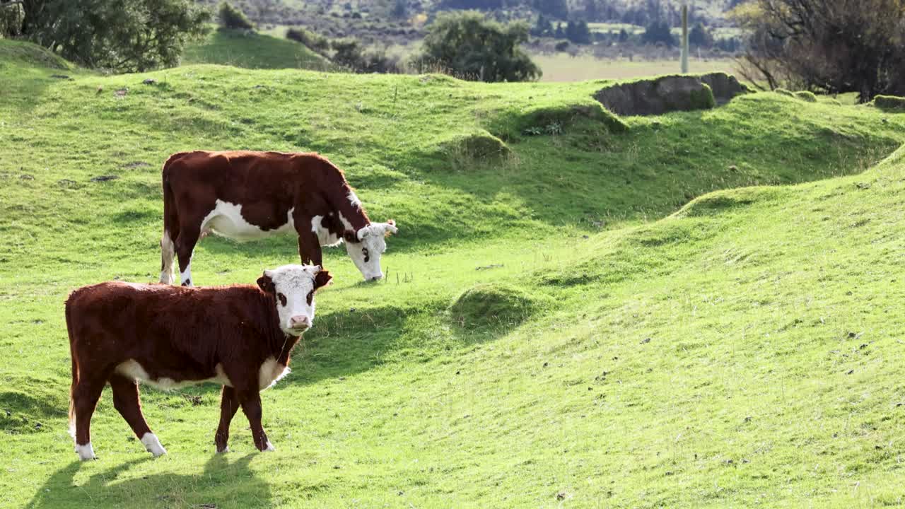 Hereford cattle graze peacefully on a sunlit, grassy hillside in Kinloch, New Zealand, showcasing pastoral tranquility and natural beauty
