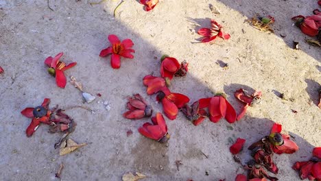 red flower many lying at ground at day