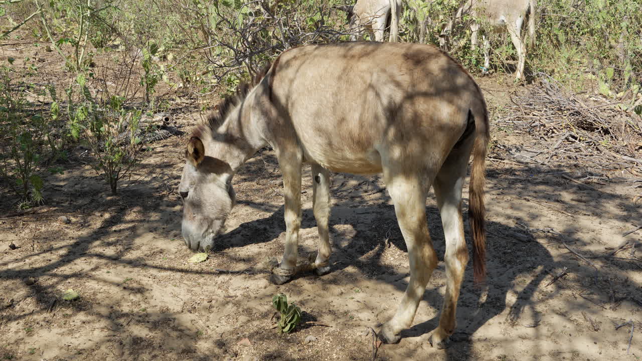 Inquadratura ampia di asini che pascolano sotto la boscaglia spinosa nell'arida La Guajira, Colombia. La luce del sole proietta ombre nette sul terreno secco e sabbioso, evocando una tranquilla scena di fauna selvatica desertica.
