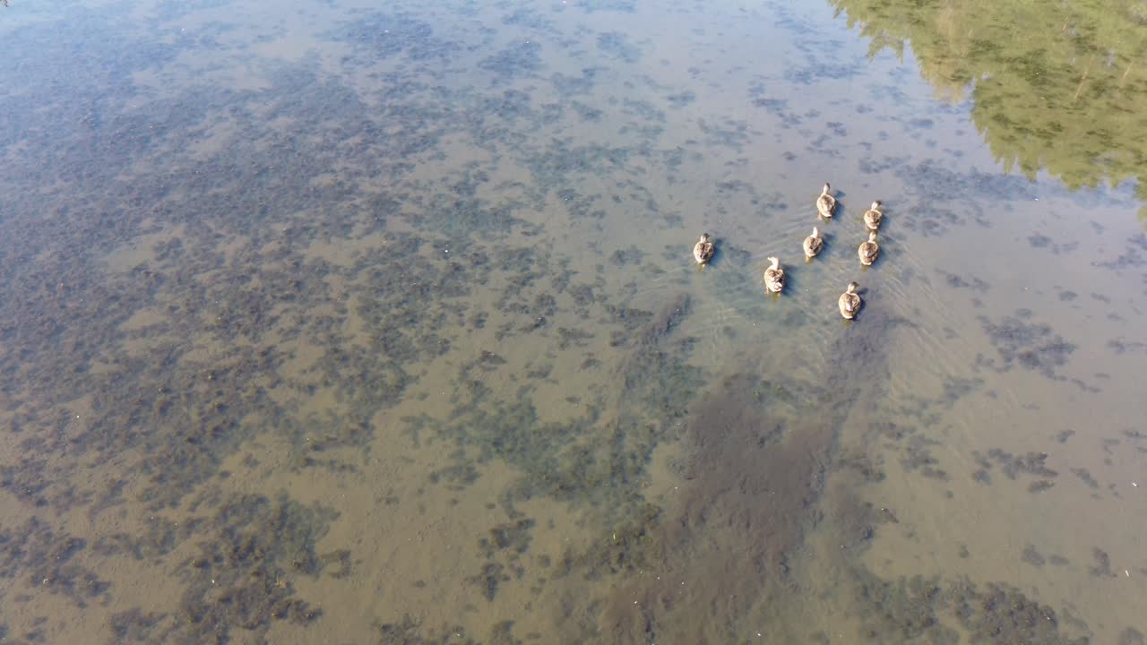 "el dron se eleva sobre el lago iluminado por el amanecer de europa, capturando una tranquila laguna, un bosque exuberante y un elegante puente